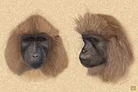 Dibujo de la cara de los primates. (Foto: Science)