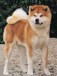 El perro es de la raza 'Akita Inu', como el de la imagen.