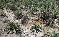Un campo de alcachofas totalmente seco en Alicante. (Foto: EFE)