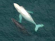 Dos ballenas, una de ellas albina, surcan los mares de Australia. (Foto: AP)