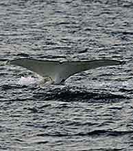 Las ballenas tendrán su santuario en los mares del sur. (Foto: AP)