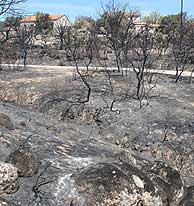 El incendio de Galapagar afect a 20 hectreas. (Foto: D. Sinova)