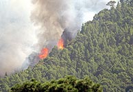 El incendio que se dirige hacia Barlovento se ha subdividido, a su vez, en dos frentes. (Foto: EFE)