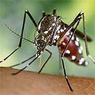 Un ejemplar de mosquito tigre. (Foto: EFE)