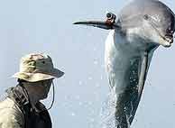 Uno de los delfines usados por el ejrcito de EEUU en aguas del Golfo Prsico. (Foto: AP)