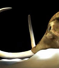 Reconstruccin de la cabeza del mamut de 'Yukagir'. (Foto: Siri-Expo Aichi)