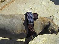 Uno de los cerdos controlados por GPS. (Foto: Amena)