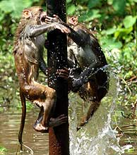 Dos monos en plena disputa. (Foto: EFE)