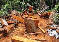 Los bosques tropicales sufren especialmente la deforestacin. (Foto: EFE)