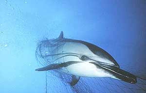 Un delfín atrapado en una red de pesca. (Foto: Greenpeace)