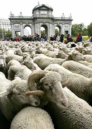 Cientos de ovejas, ante la Puerta de Alcal. (Foto: EL MUNDO)