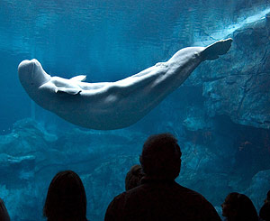 Visitantes observan una ballena beluga durante el da de inauguracin del acuario. (Foto: EFE)
