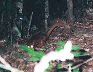 El animal, cuando fue descubierto en plena noche. (Foto: WWF)