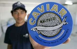 La piscifactora de esturiones de Uruguay es la nica que produce caviar en el Hemisferio Sur. (Foto: AP)