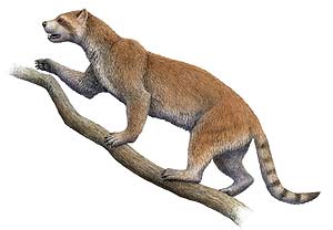 Ilustracin de un panda rojo del pleistoceno. (Foto: PNAS)