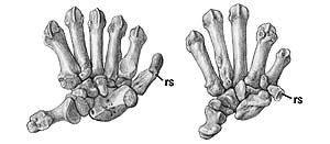 A la derecha, la mano de un panda actual: a la izquieda, del Simocyon. (Foto: PNAS)