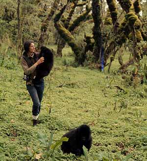 La doctora Fossey pasea en la selva junto a dos pequeos gorilas. (Foto: Dian Fossey Gorillas Fund)