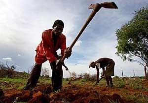 Unos campesinos trabajan sus tierras al norte de Sudfrica. (Foto: EFE)