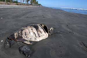 Una de las tortugas muertas en la playa de El Espino. (Foto: EFE)