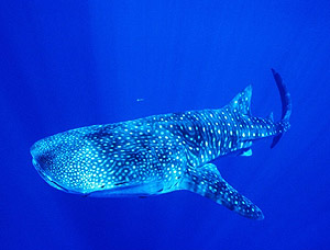 Un ejemplar de tiburn ballena. (Foto: Age Fotostock)