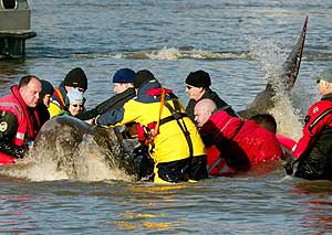 Los equipos de rescate intentan salvar a la ballena cerca de Albert Bridge. (Foto: EFE)