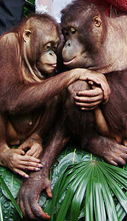 Una pareja de orangutanes. (Foto: AFP)