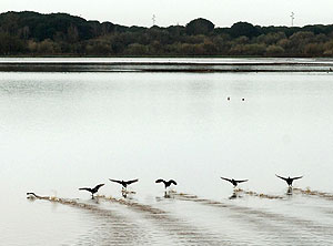 Un grupo de aves en Doana. (Foto: EFE)