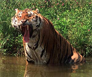 Imagen de un tigre siberiano. (Foto: EL MUNDO)