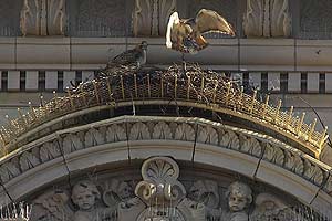 Imagen de los dos halcones en su nido de la Quinta Avenida. (Foto: palemale.com)