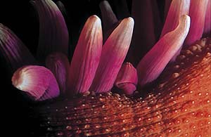 La anmona 'Tomate de mar' es uno de los invertebrados del Mediterrneo espaol. (Foto: WWF/Canon Erling SVENSEN)