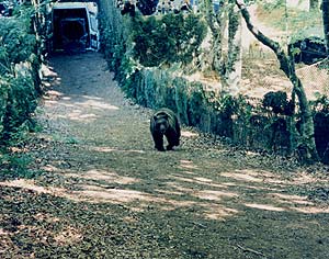 Imagen del ltimo oso soltado en el Pirineo francs, en 1997, en Melles. (Foto: Ministerio Ecologa francs)