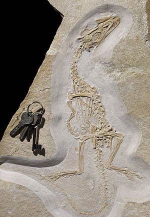 El fosil encontrado en Baviera. (Foto: Nature)