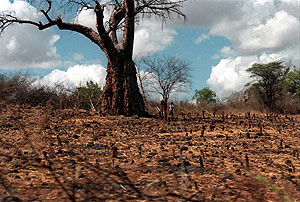 Deforestacin en Kenia. (Foto: GUSTAVO CATALN)