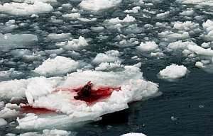El cadver de una foca en un tmpano de hielo. (Foto: EFE)