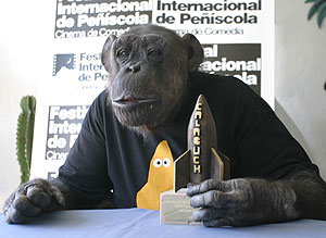 El chimpanc, con el premio, en la fiesta de su 74 cumpleaos. (Foto: Cormac Regan)