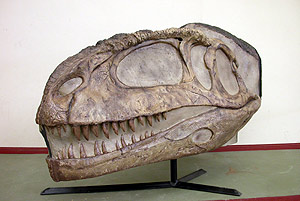 Imagen de restos de la cabeza del 'Mapusaurus'. (Foto: AP)