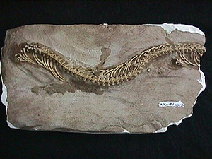 El fosil de la serpiente. (Foto: AP)