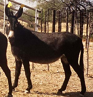 Imagen de uno de los burros marcados con orejeras reflectantes. (Foto: EFE)