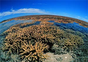 Gran Barrera de Arrecifes de Coral de Australia, en una imagen de 1998. (Foto: REUTERS)