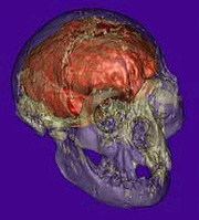 Reconstruccin virtual del crneo del Homo Floresiensis. (Foto: Science)