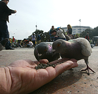 Unas palomas comen de la mano de un paseante en un parque de Madrid.