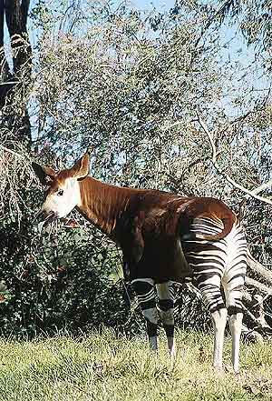 El okapi es mezcla de gacela y girafa. (Foto: Agefotostock)