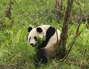 Un oso panda en los bosques de China. (Foto: REUTERS)