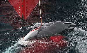 Una ballena minke arponeada por un barco japonés. (Foto: Greenpeace)