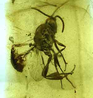Uno de los insectos atrapados en la telaraa. (Foto: Science)