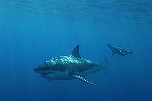 Los tiburones blancos sern algunos de los animales estudiados. (Foto: TOPP)
