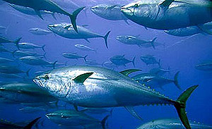 Un grupo de atunes rojos. (Foto: Greenpeace)