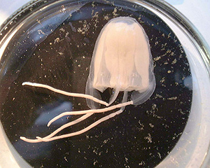 Ejemplar de la nueva especie de medusa 'Irukandji'. (Foto: EFE)