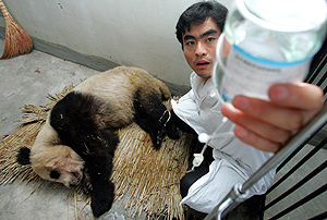 Un hombre cuida al oso panda encontrado en la provincia china de Shaanxi. (Foto: AP PHOTO)