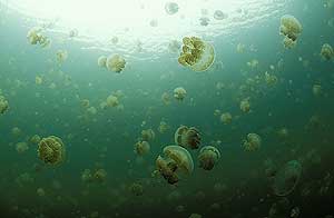 Las medusas son grandes depredadores. (Foto: Agefotostock)